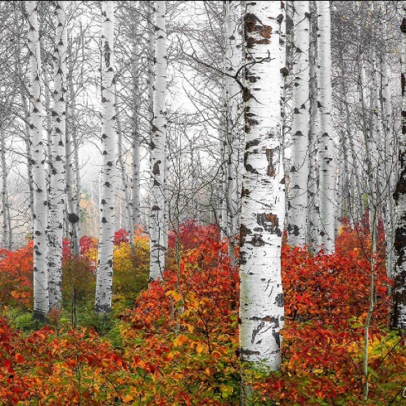 🍂🍁 Happy Fall 🍁🍂 - Picture 4 of 7